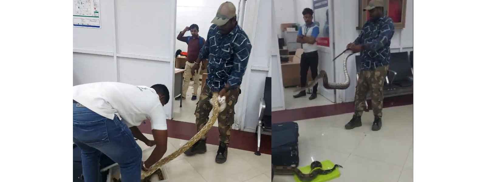 ගුවන්තොටුපොළේ මගී ගමන් මල්ලක සර්පයින් 20ක්..